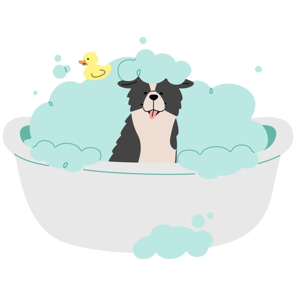 Pet Grooming Border Collie single cute on a white background illustration. vector