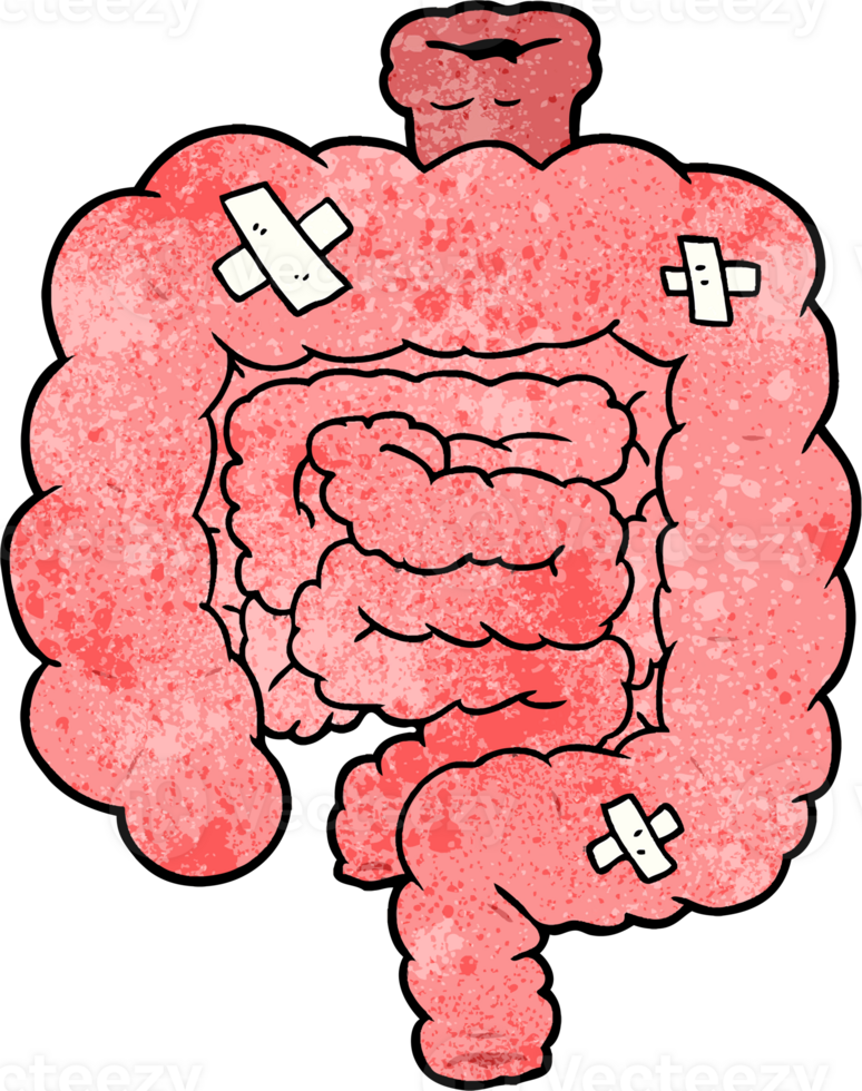 cartoon repaired intestines png