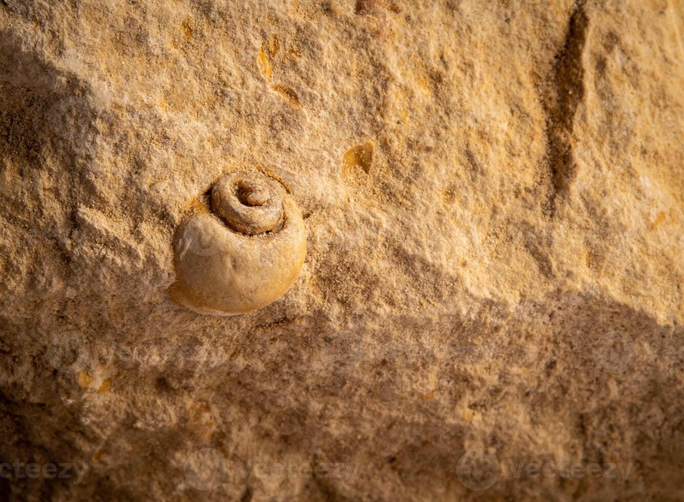macro photo small fossilized shell in limestone