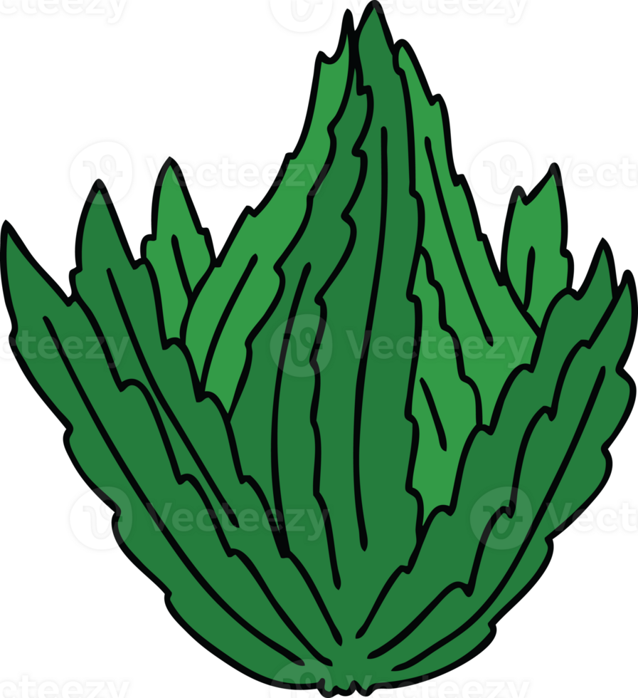 hand drawn quirky cartoon lettuce png