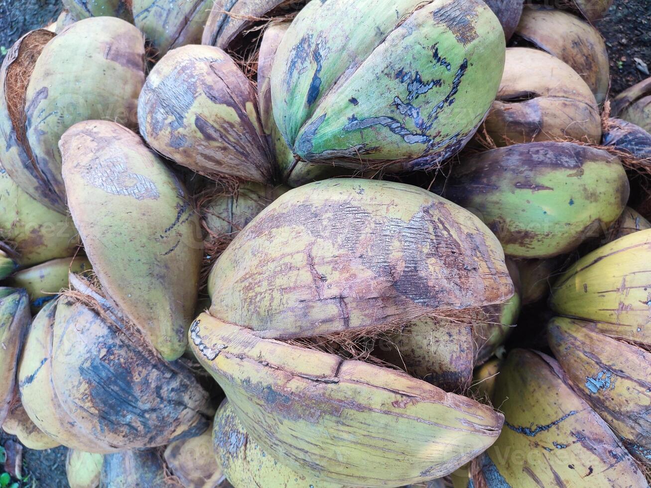 coconut husk or coconut fiber photo