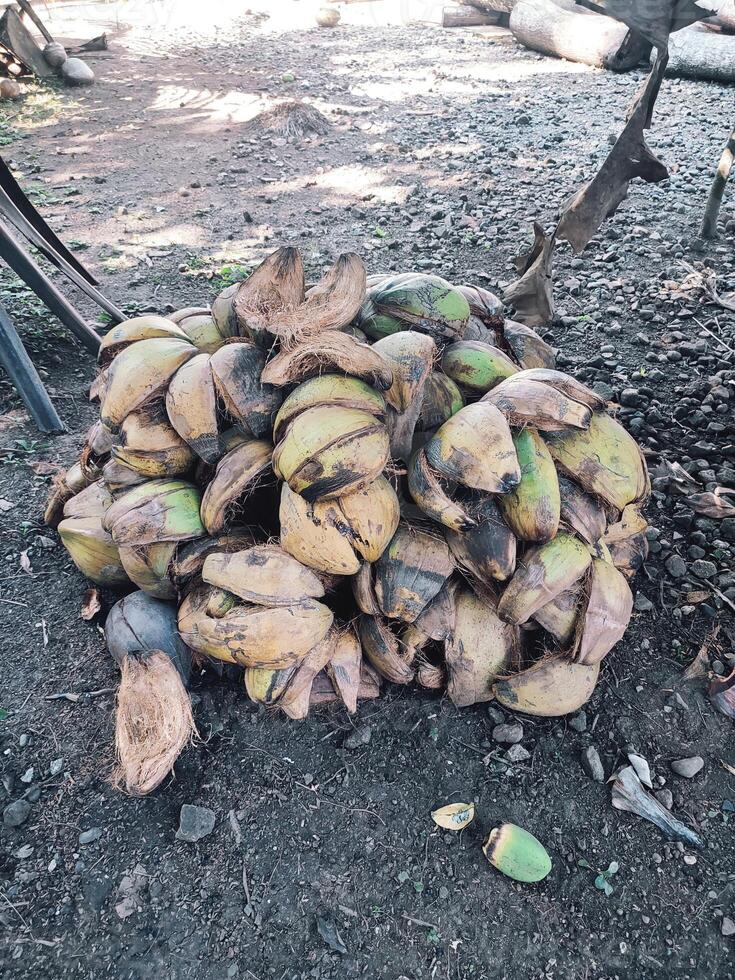 coconut husk or coconut fiber photo