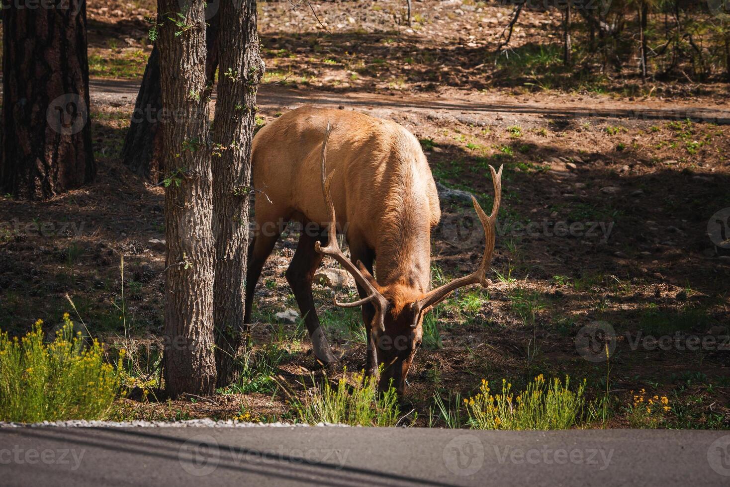 Elk grazing in forest clearing, North American woodland perspective. photo