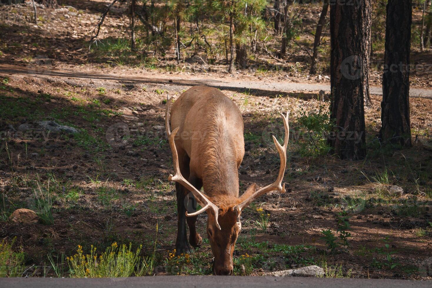 Elk with Majestic Antlers in Forest Habitat at Daytime photo