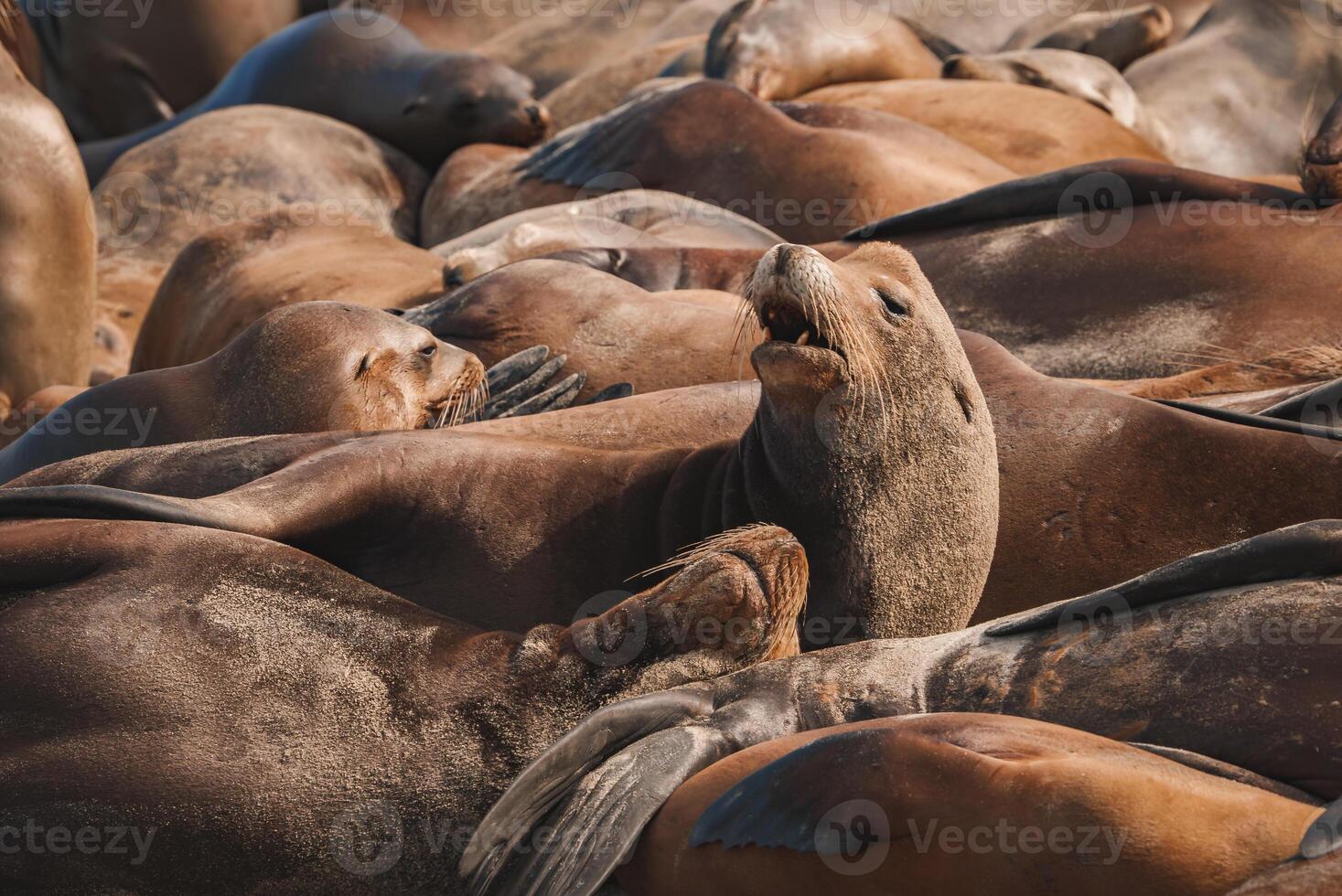 Sea Lions Resting Together on Coastal Rocks, Bathed in Golden Sunlight photo