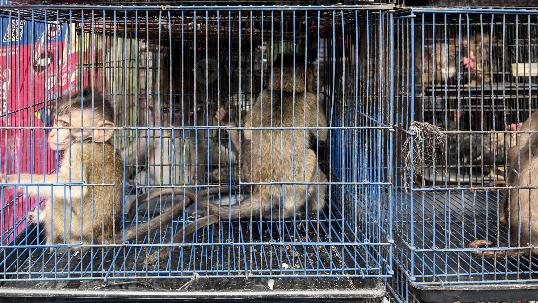 bebé mono en jaula vendido a un animal mercado foto