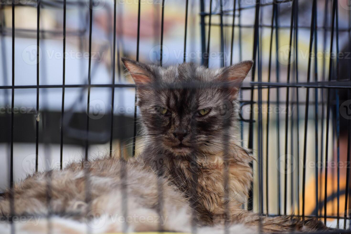 gato en un jaula a un adopción justa para animales rescatado desde el calle. foto