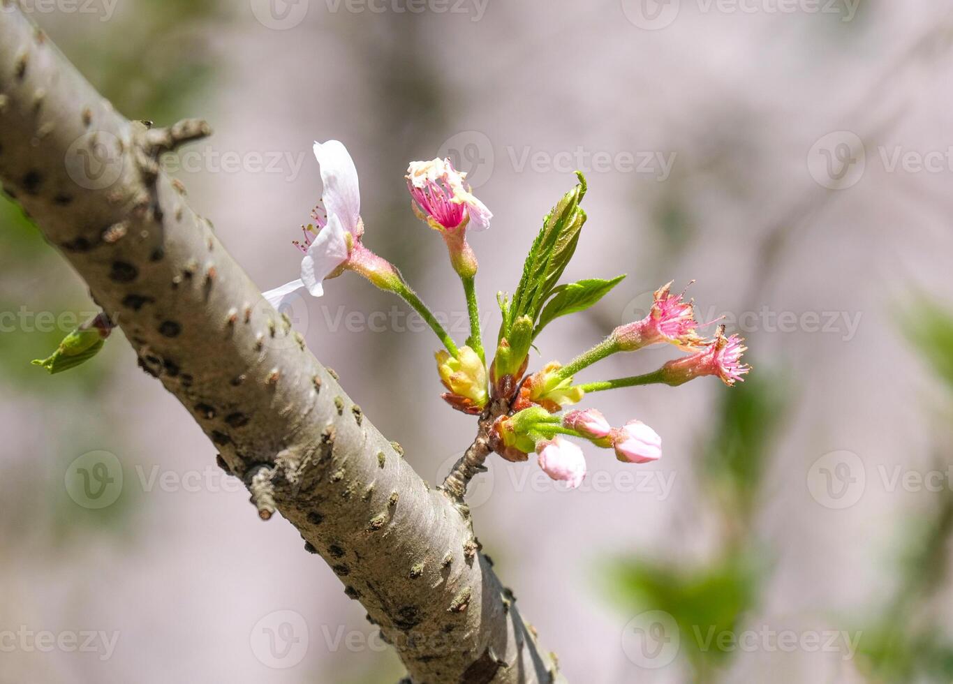 caterpillars worm eat beauty pink Japanese cherry blossoms flower or sakura bloomimg on the tree branch. damage small fresh buds and many petals layer romantic flora in botany garden park photo