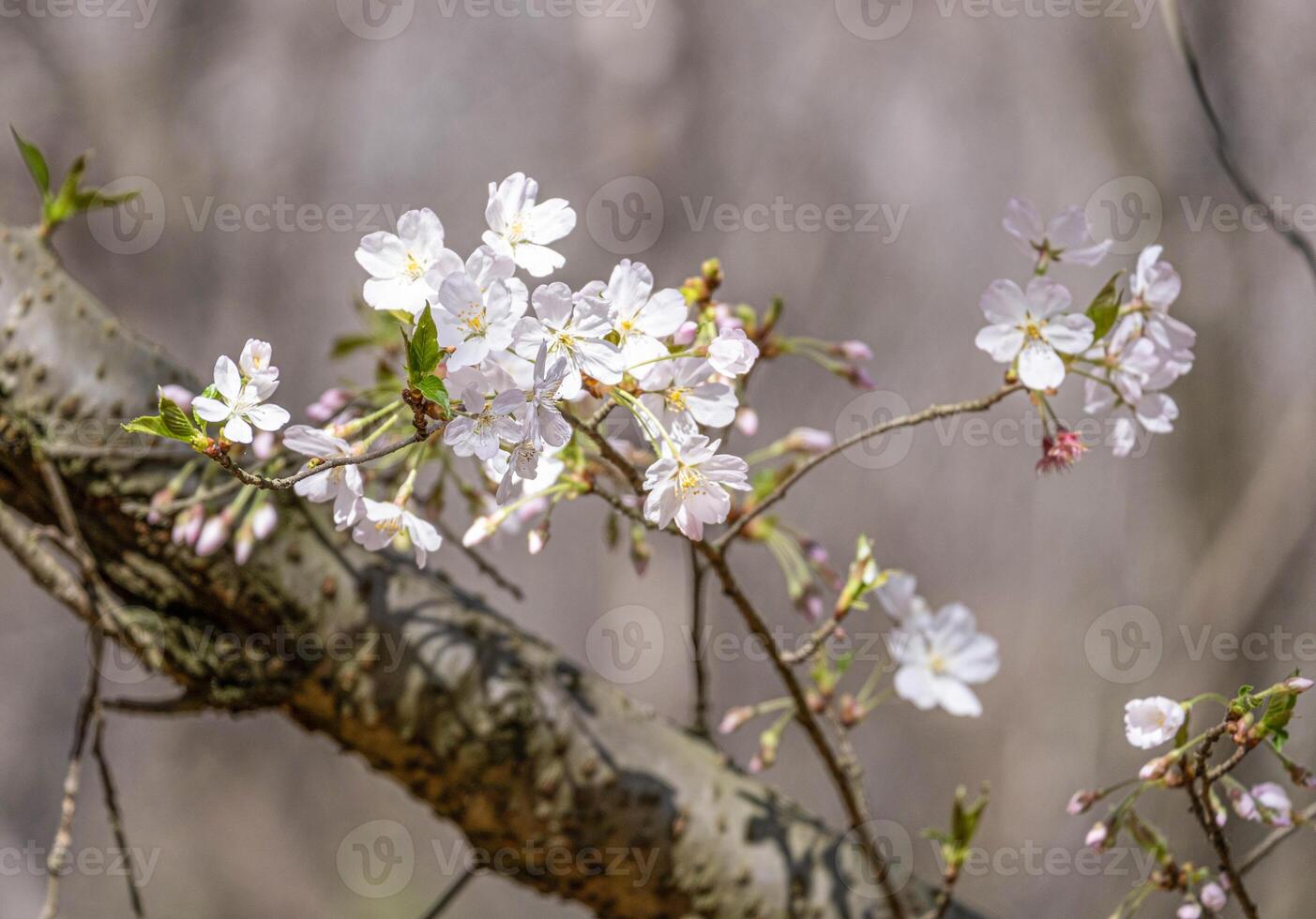 Pink and white Japanese cherry blossoms flower or sakura bloomimg on the tree branch. Small fresh buds and many petals layer romantic flora in botany garden. photo