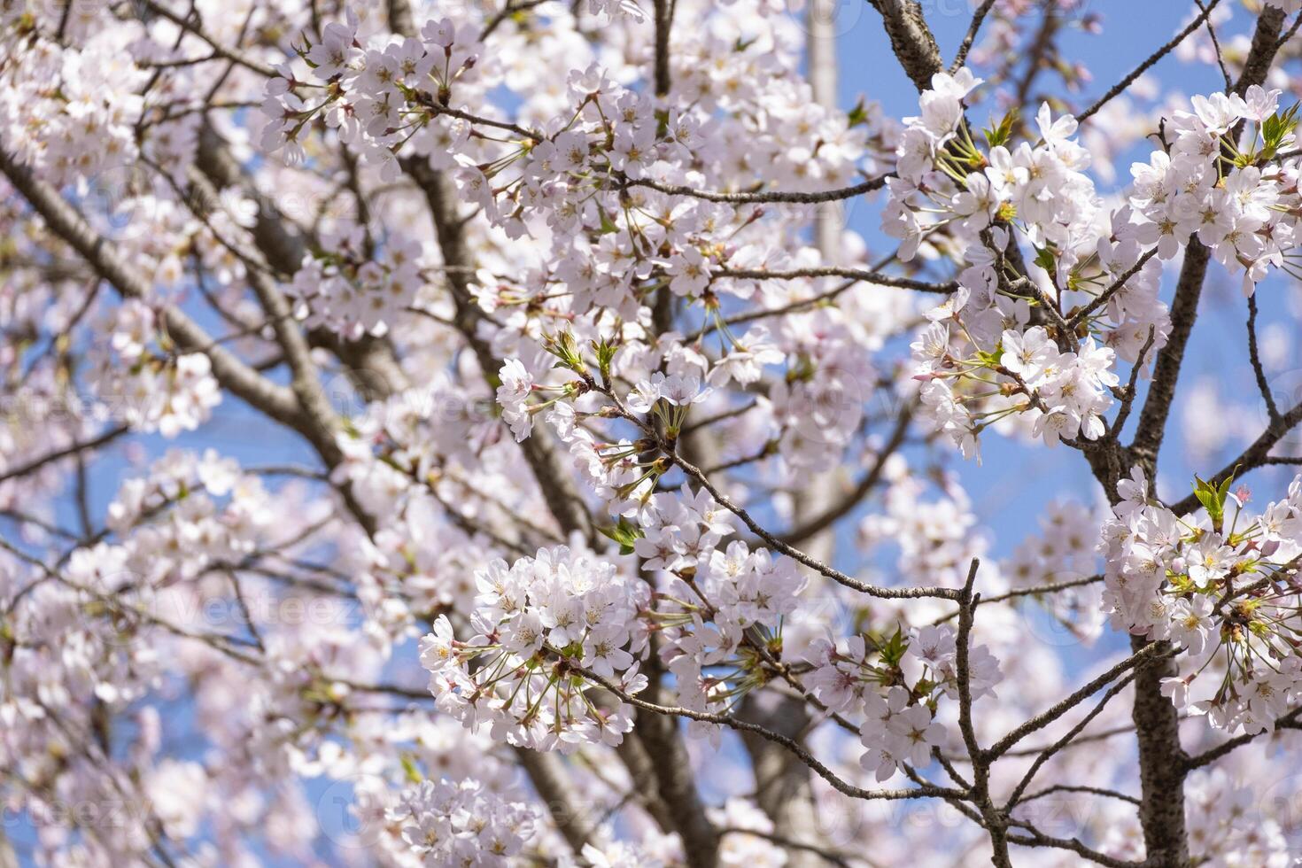 beautiful soft pink Japanese cherry blossoms flower or sakura bloomimg on the tree branch. Small fresh buds and many petals layer romantic flora in botany garden. isolated on blue sky. photo