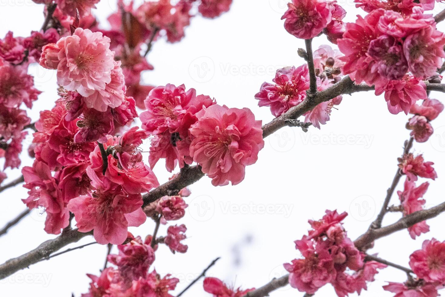Pink and red fresh chinese plum beauty flower similar sakura bloomimg on the tree branch. Small fresh buds and many petals layer romantic floral isolated on white background. photo