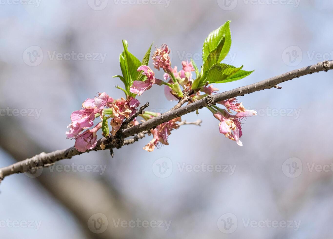 caterpillars worm eat beauty pink Japanese cherry blossoms flower or sakura bloomimg on the tree branch. damage small fresh buds and many petals layer romantic flora in botany garden. photo