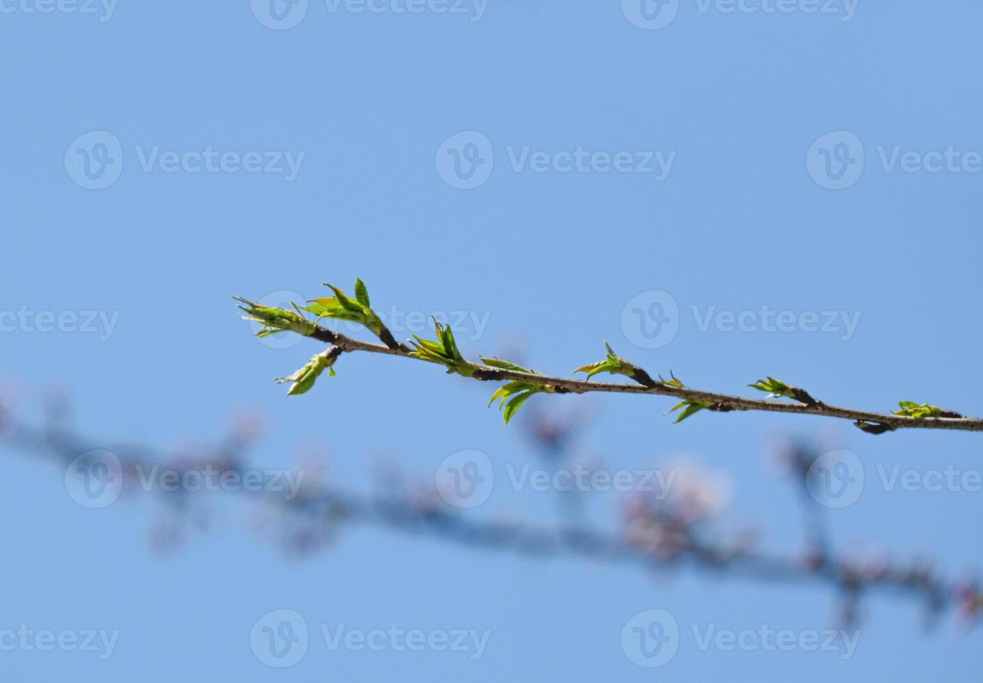 green leaves Japanese cherry blossoms flower or sakura bloomimg on the tree branch. Small fresh buds and many petals layer romantic flora in botany garden. photo