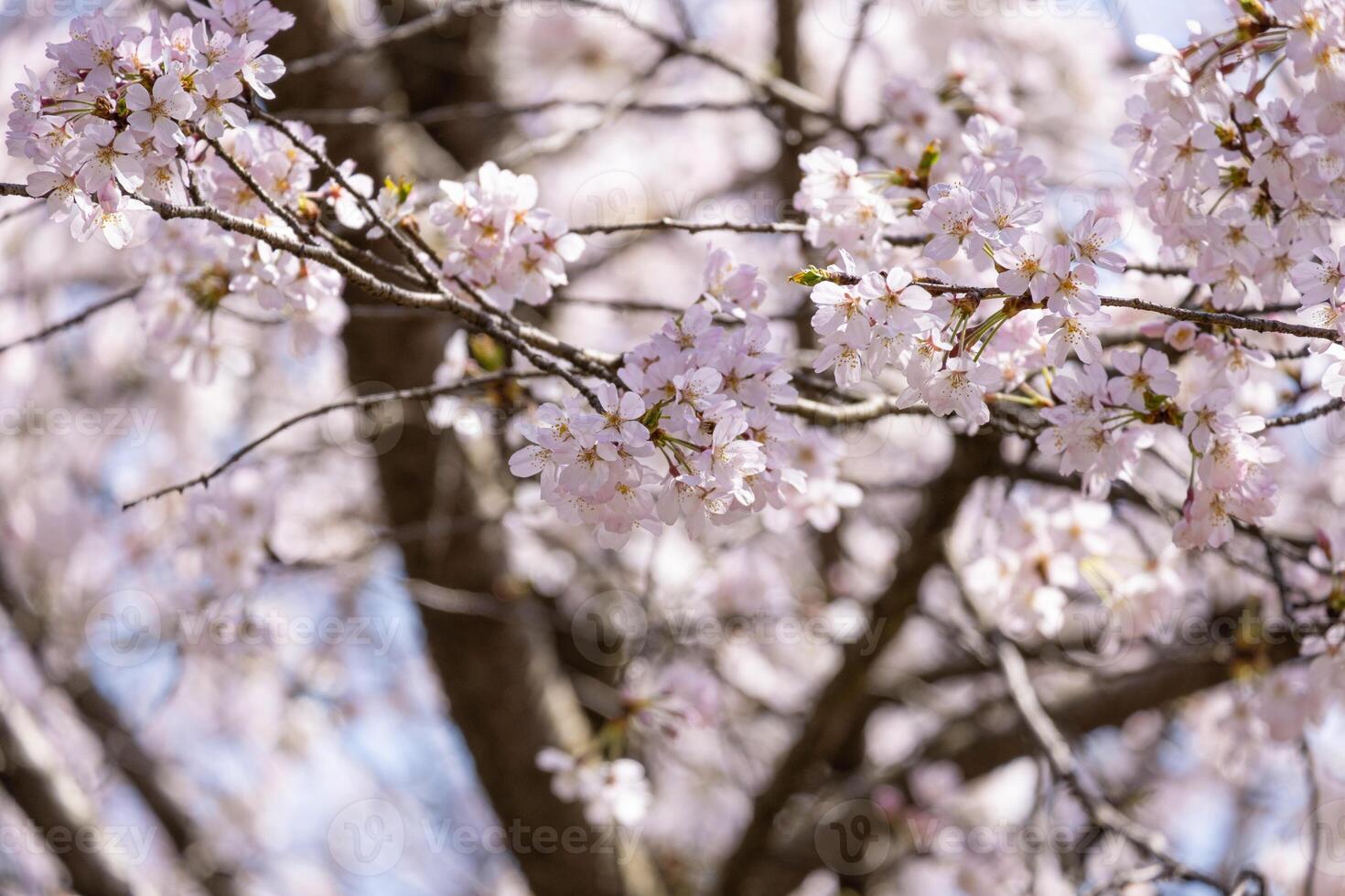 beauty soft Pink Japanese cherry blossoms flower or sakura bloomimg on the tree branch. Small fresh buds and many petals layer romantic flora in botany garden. photo