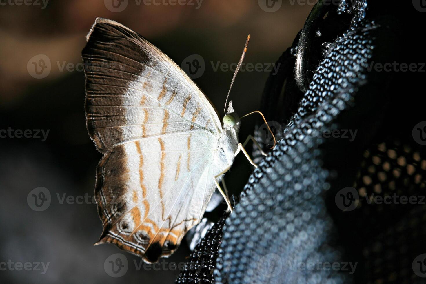 salvaje mariposas sostener en cámara bolso en bosque pansrida nacional parque en sa kaeo provincia Tailandia foto