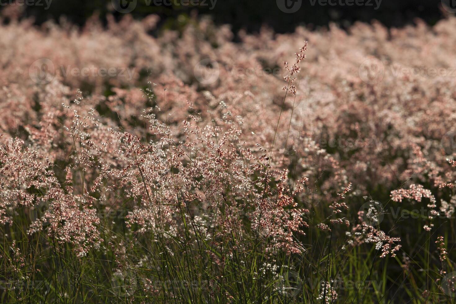 Close up of flowers in autumn of a tall grass species on sunset background photo