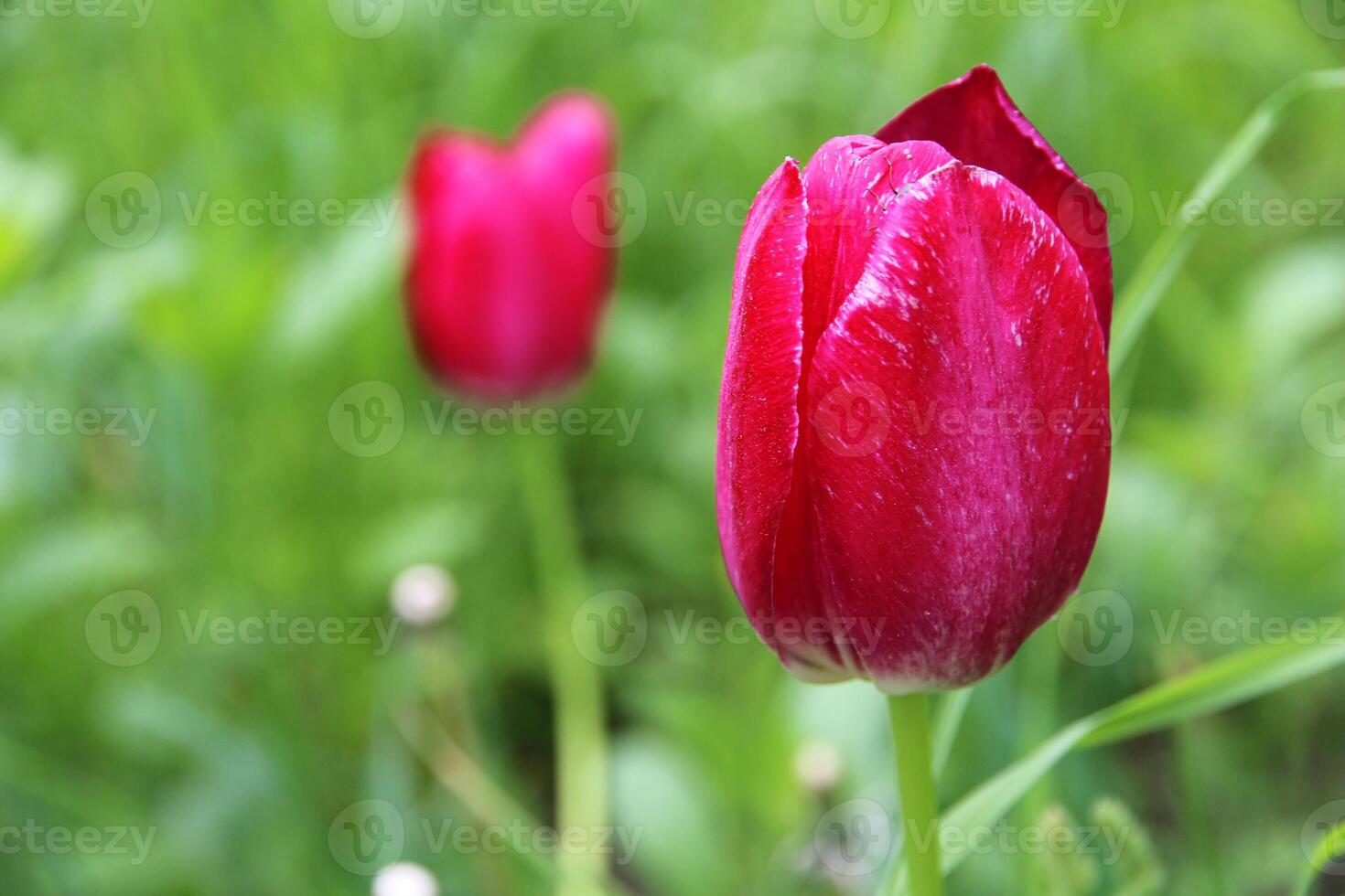 beautiful red tulip in focus in green grass in summer or spring garden. Pink tulip flower bud in greenery photo