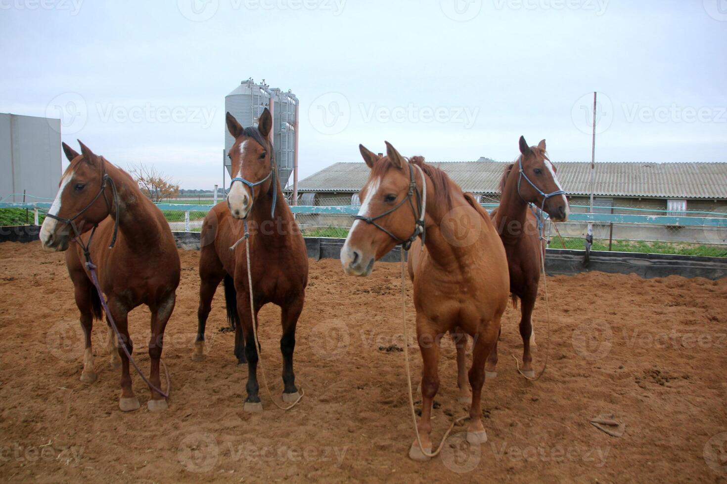 The horse is a domestic equid animal. photo
