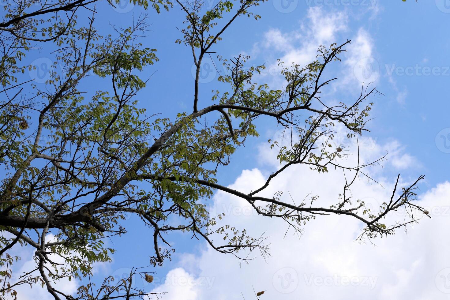 Branch of a tall tree against a background of blue sky. photo