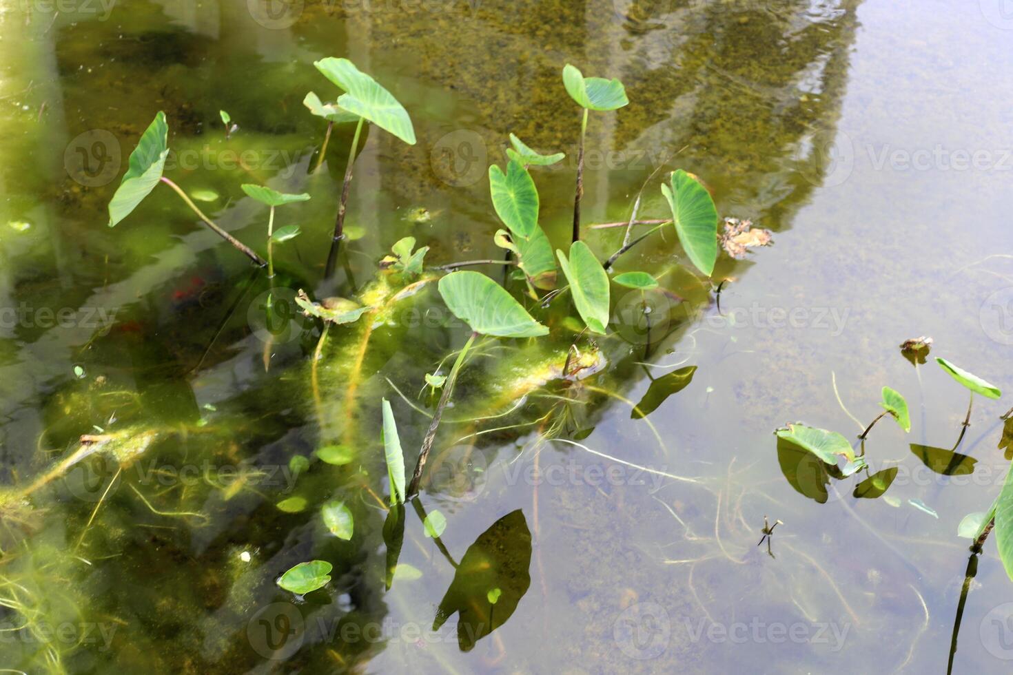 Green plants and flowers close up. Abstract natural background made of plants and flowers. photo