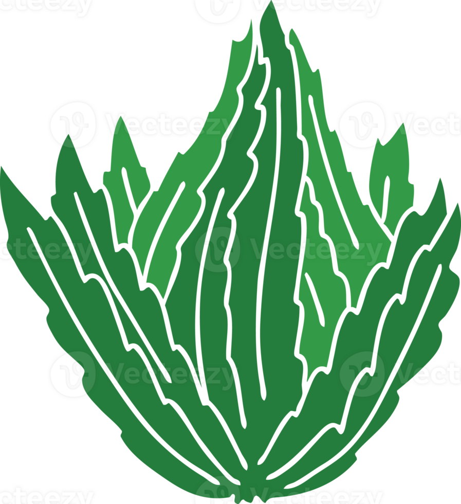 hand drawn quirky cartoon lettuce png