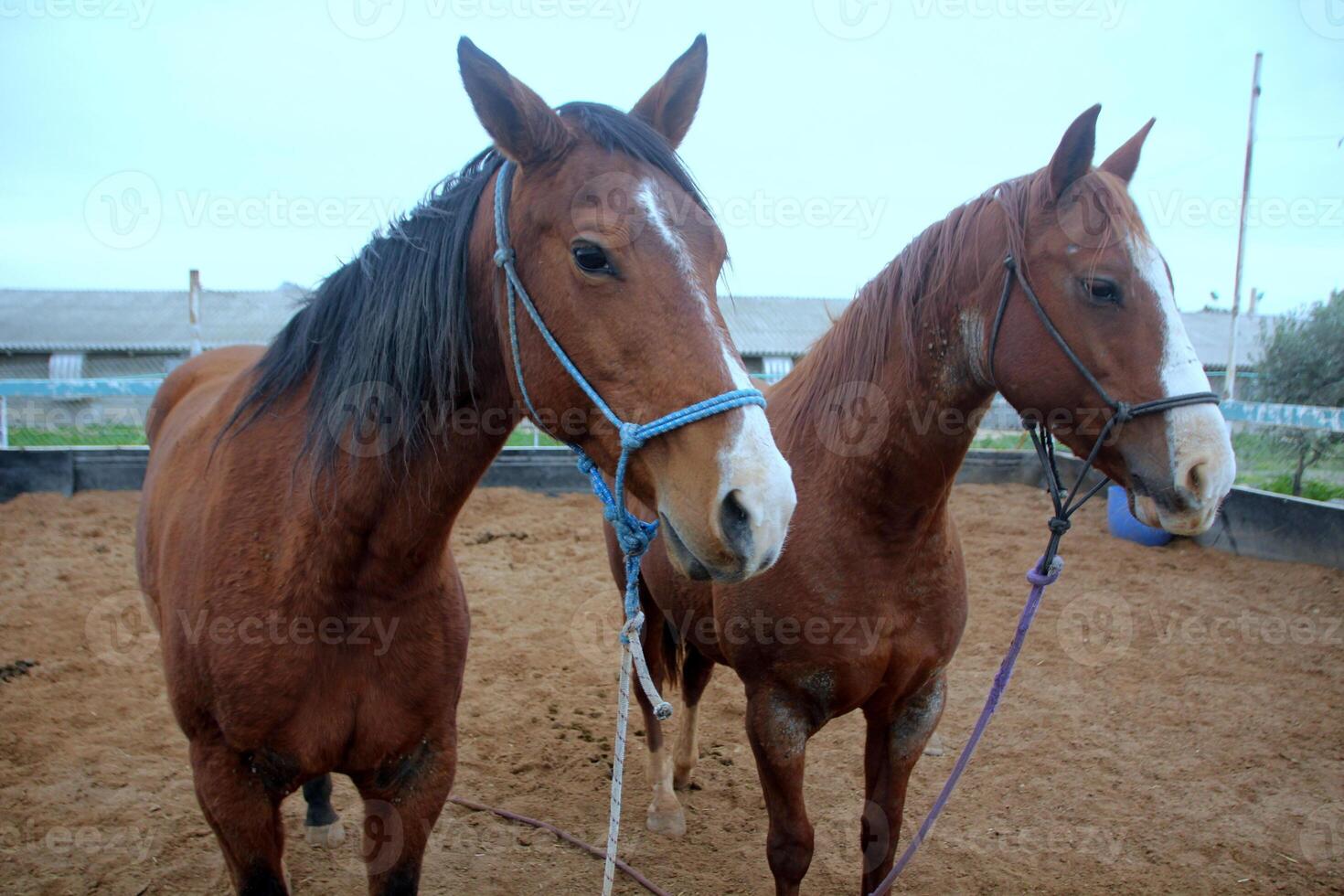 The horse is a domestic equid animal. photo