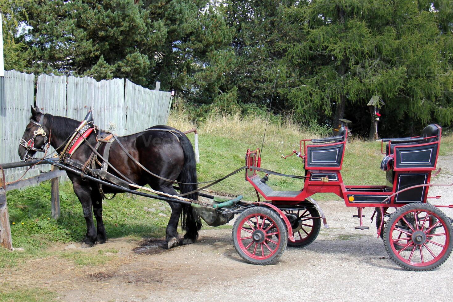 The horse is a domestic equid animal. photo