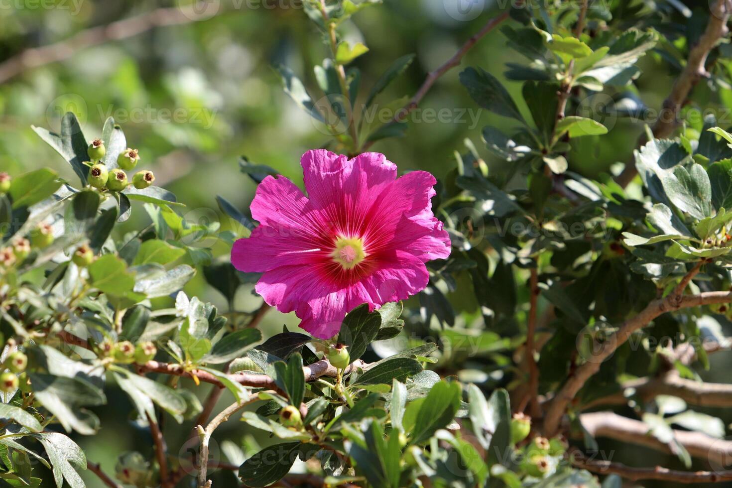 Green plants and flowers close up. Abstract natural background made of plants and flowers. photo