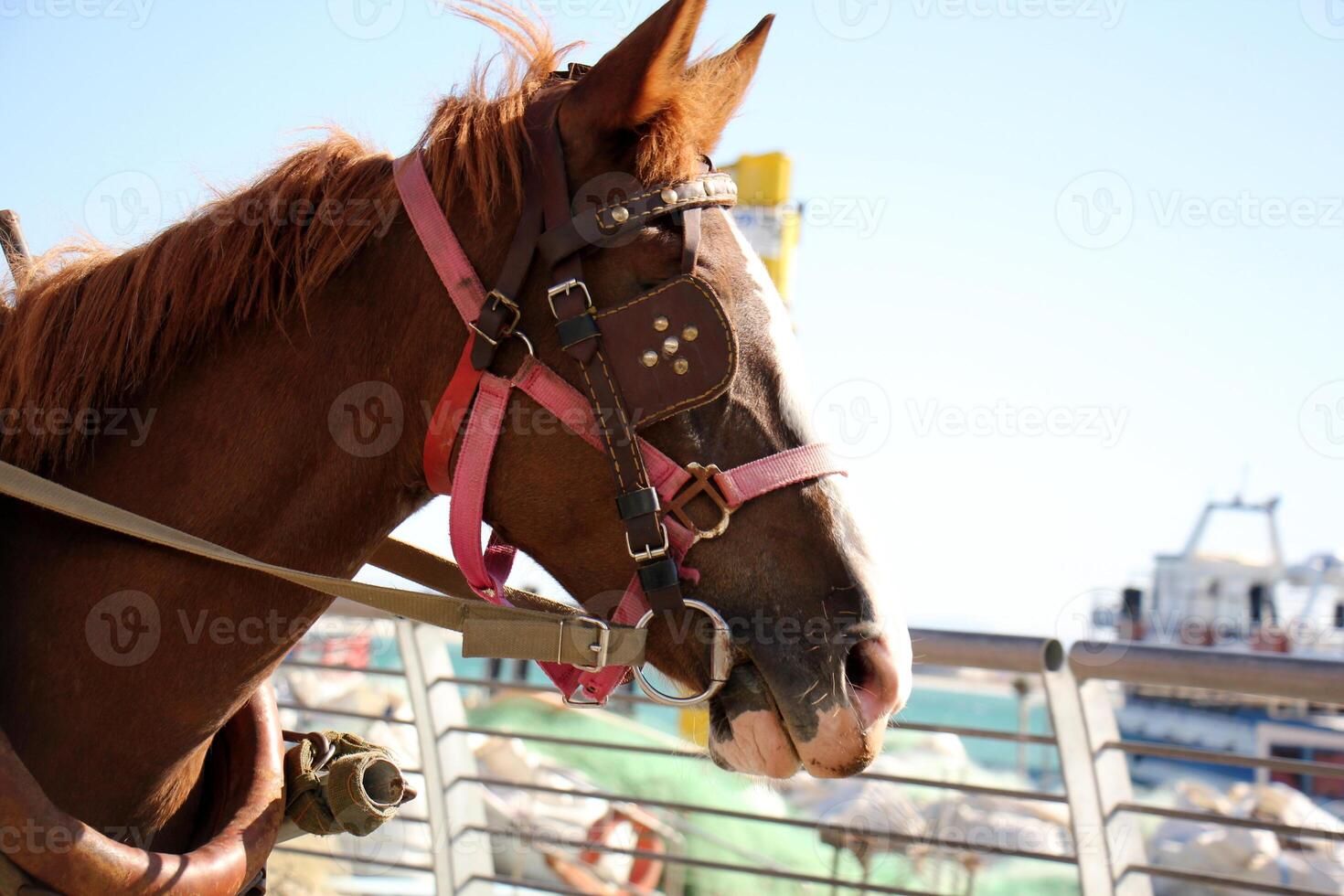 The horse is a domestic equid animal. photo