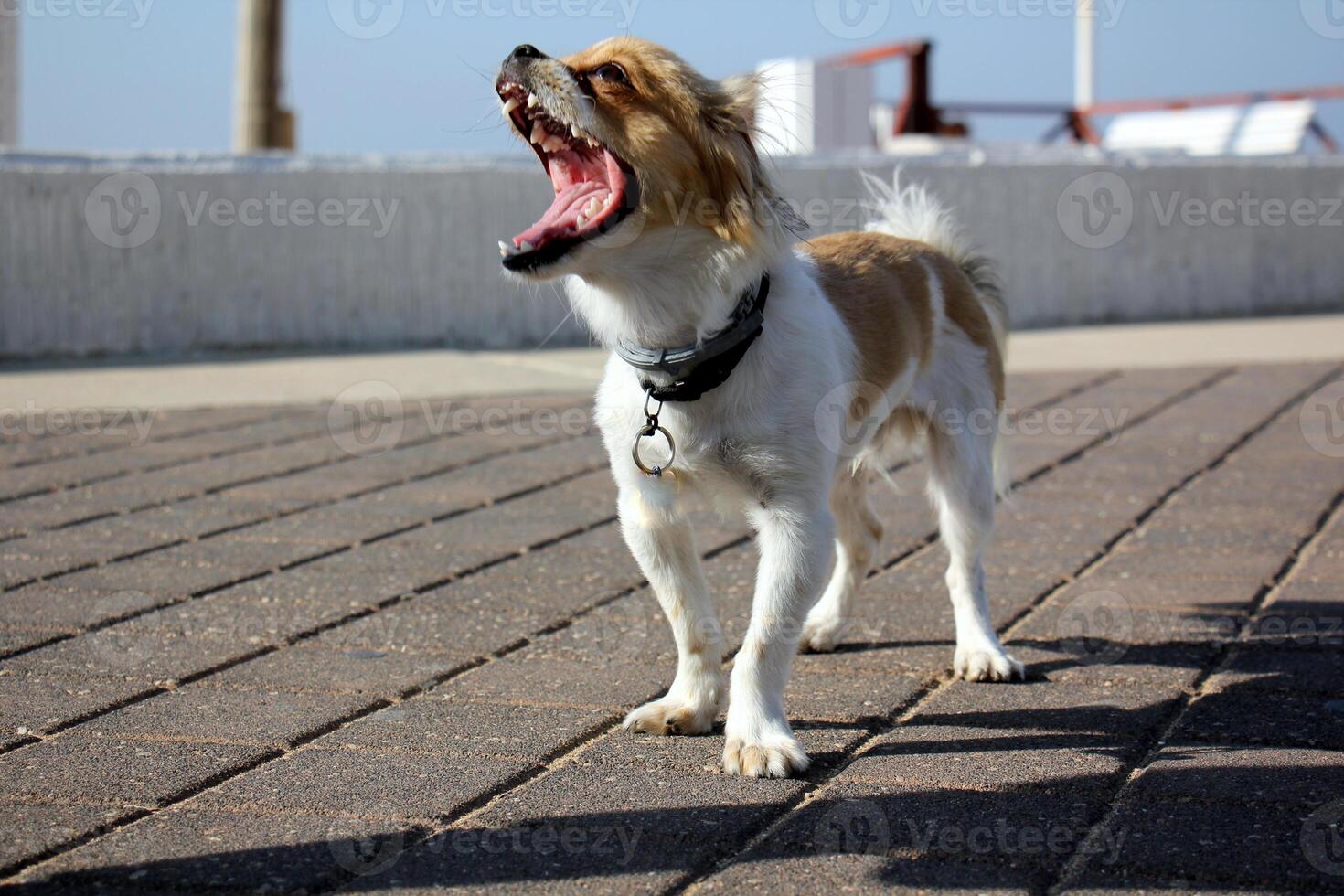 A dog on a walk in a city park. photo