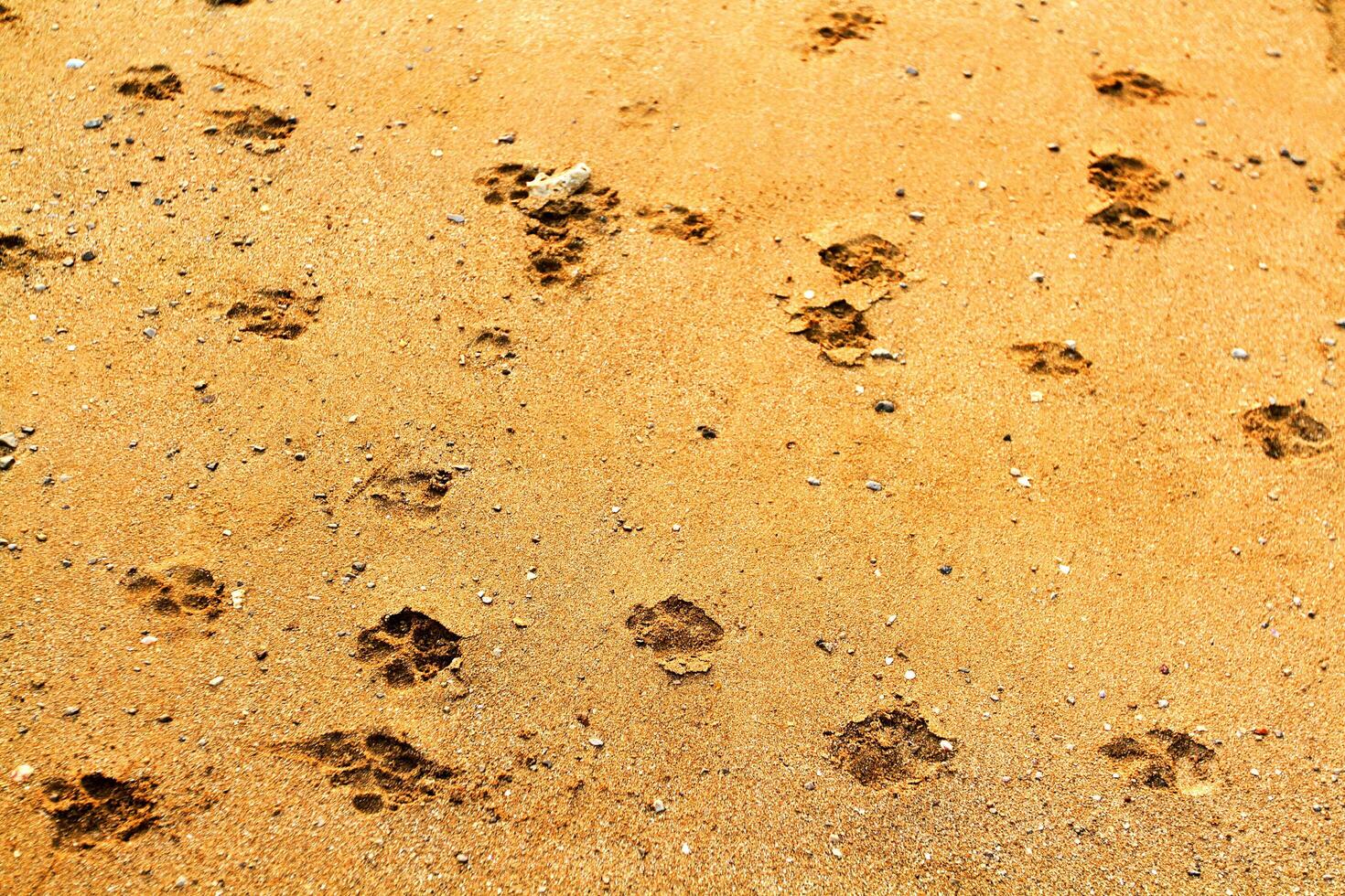 Animal or Dog's footprint walked or run on the brown sand near the beach. photo