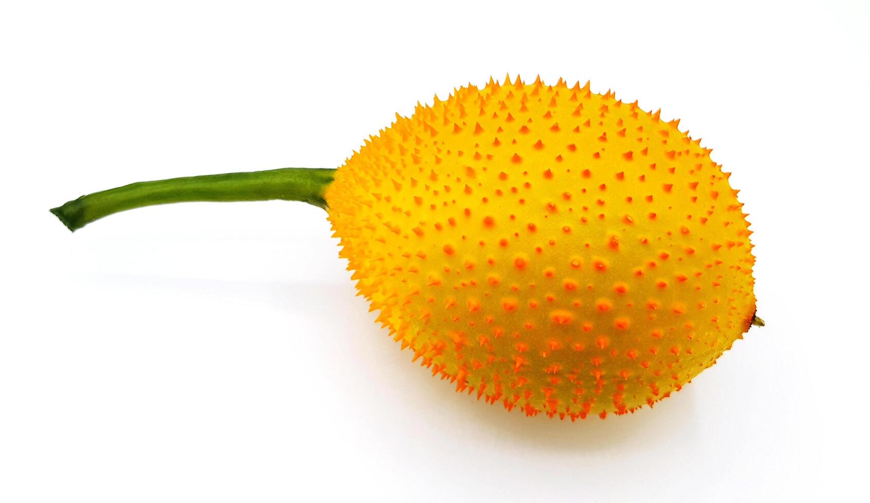 Gac, Baby Jackfruit, Cochinchin Gourd, Spiny Bitter Gourd or Sweet Gourd isolated on white background. Organic or Prickly fruit concept. Scientific name is Momordica cochinchinensis Lour. photo