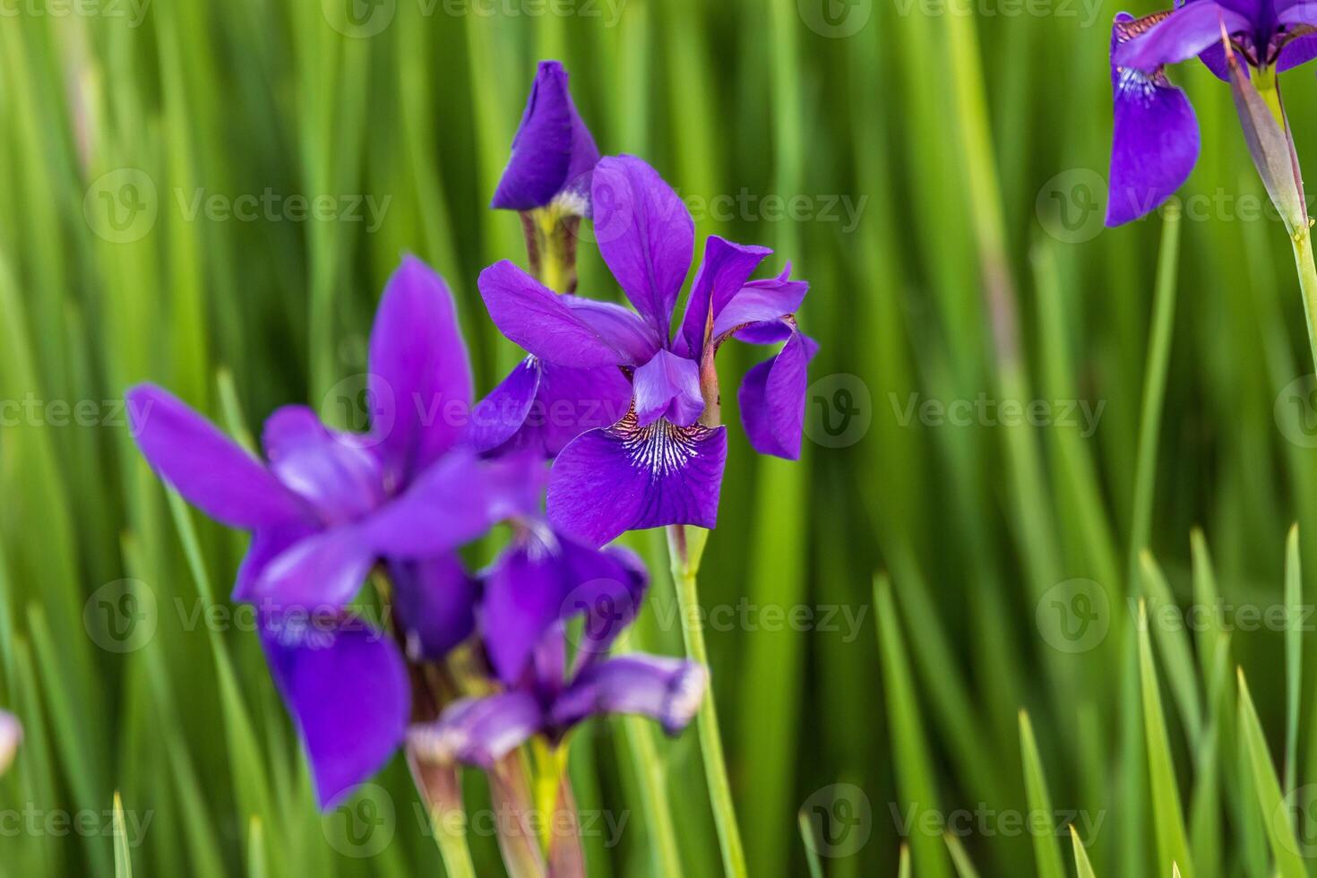 number of Japanese Iris blooms in the garden photo