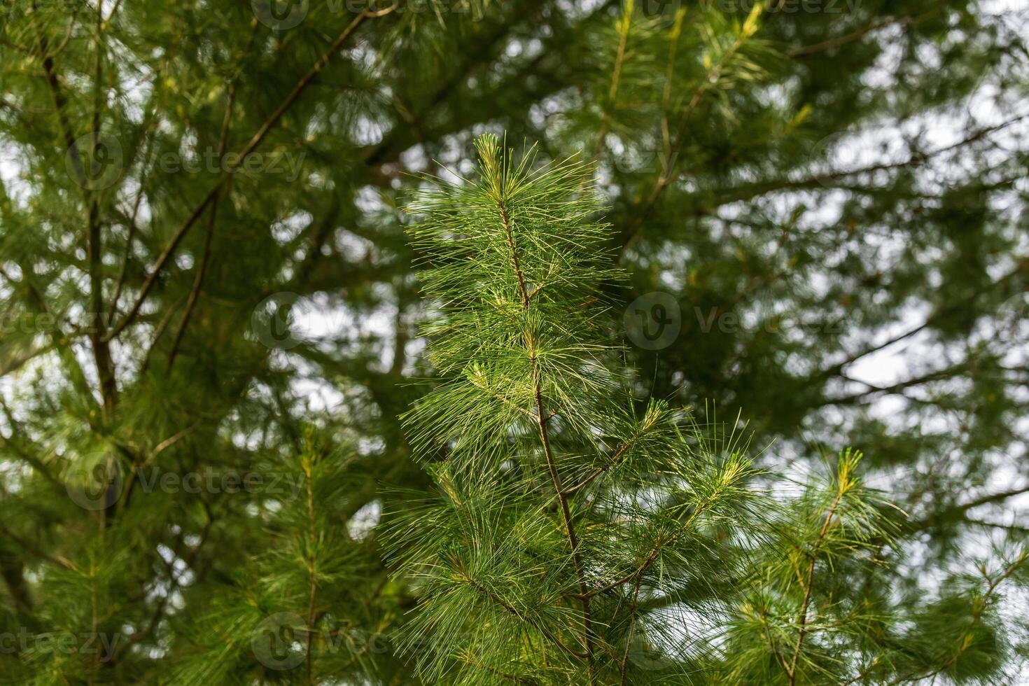 top of a branch of a pine tree in the evening sun photo