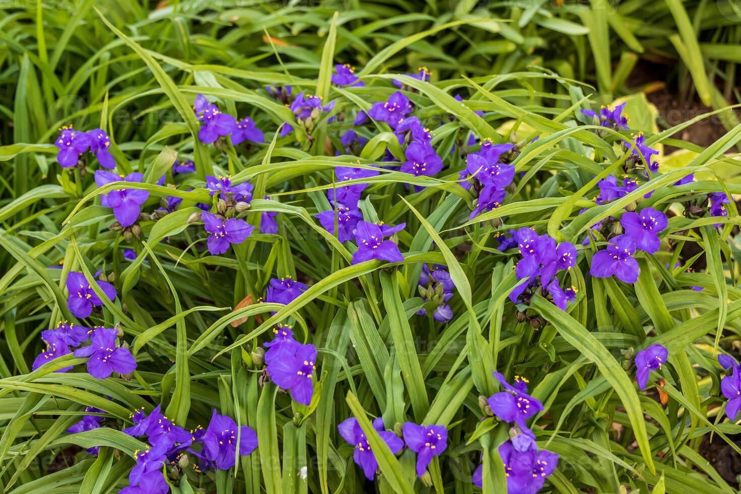 purple Widows Tears plant in the garden in the morning photo