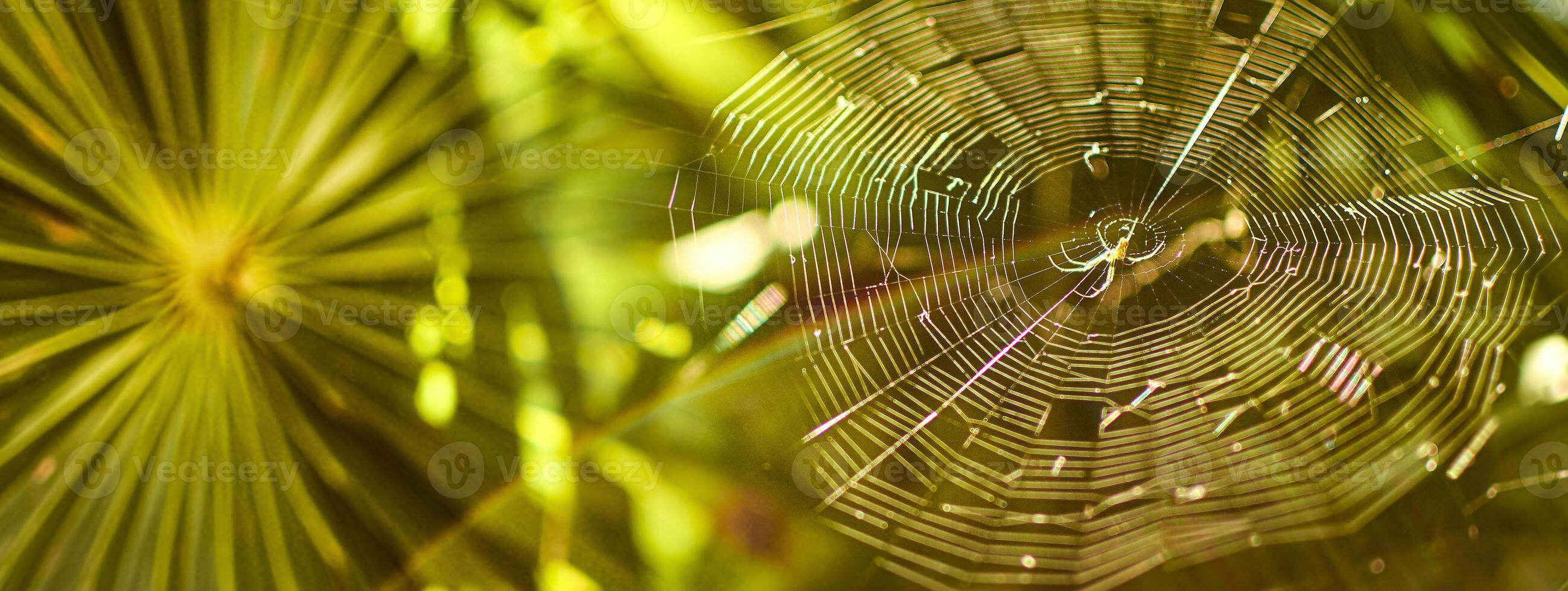 verde telaraña araña bandera foto