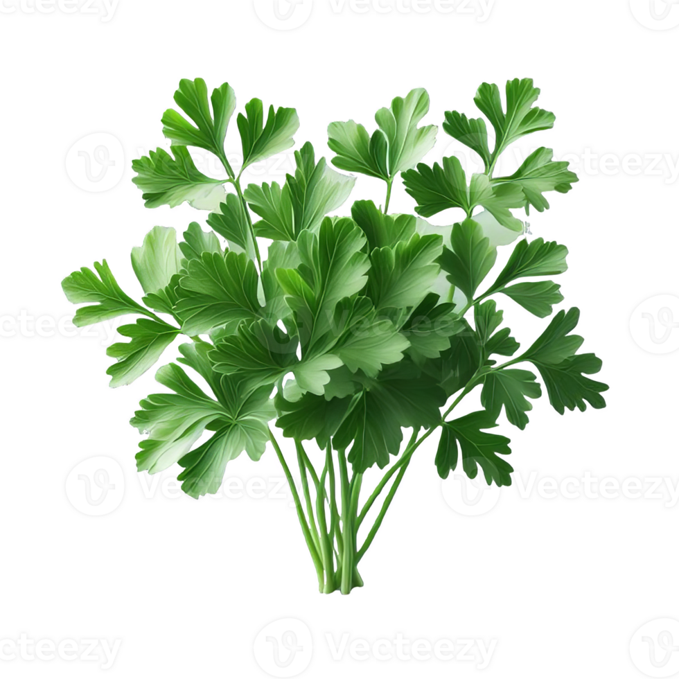 Parsley leaves in a closeup isolated on transparent background png