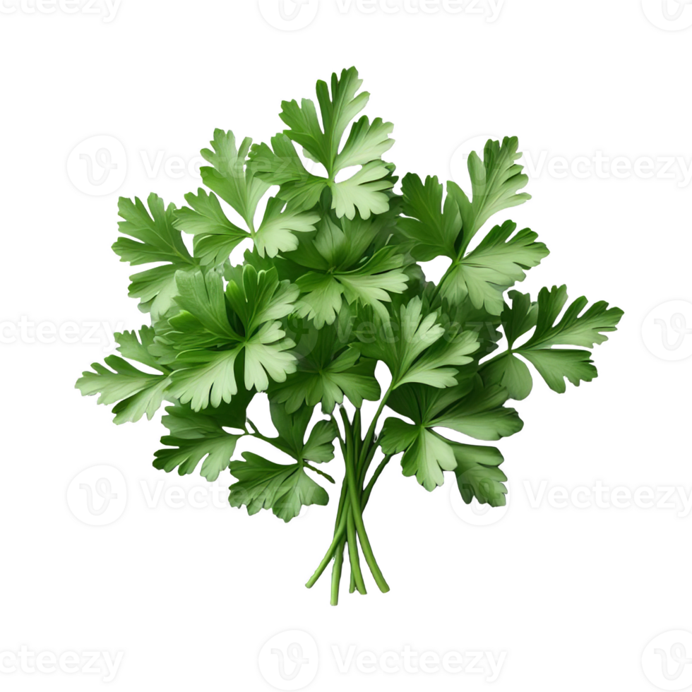 Parsley leaves in a closeup isolated on transparent background png