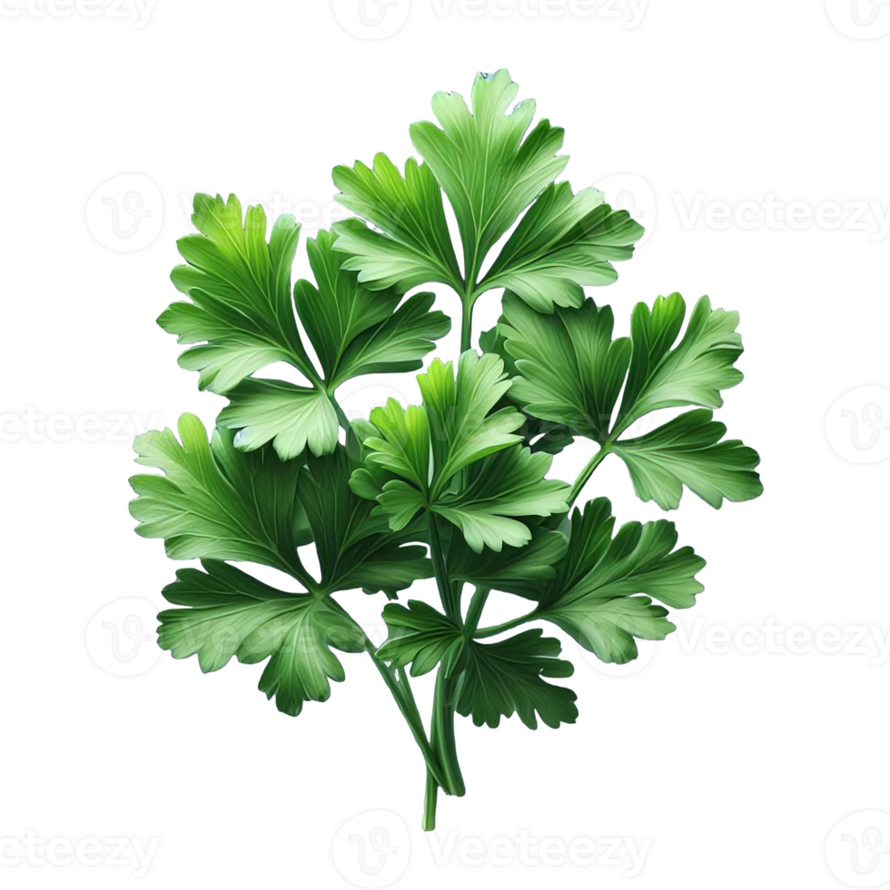 Parsley leaves in a closeup isolated on transparent background png
