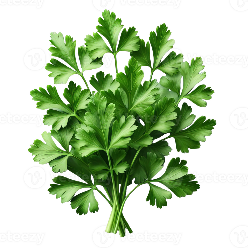 Parsley leaves in a closeup isolated on transparent background png