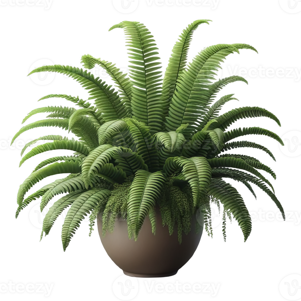 Boston fern nephrolepis exultate isolated on transparent background png