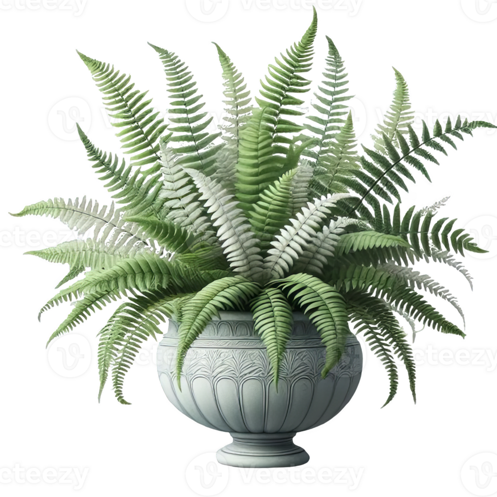 Boston fern nephrolepis exultate isolated on transparent background png
