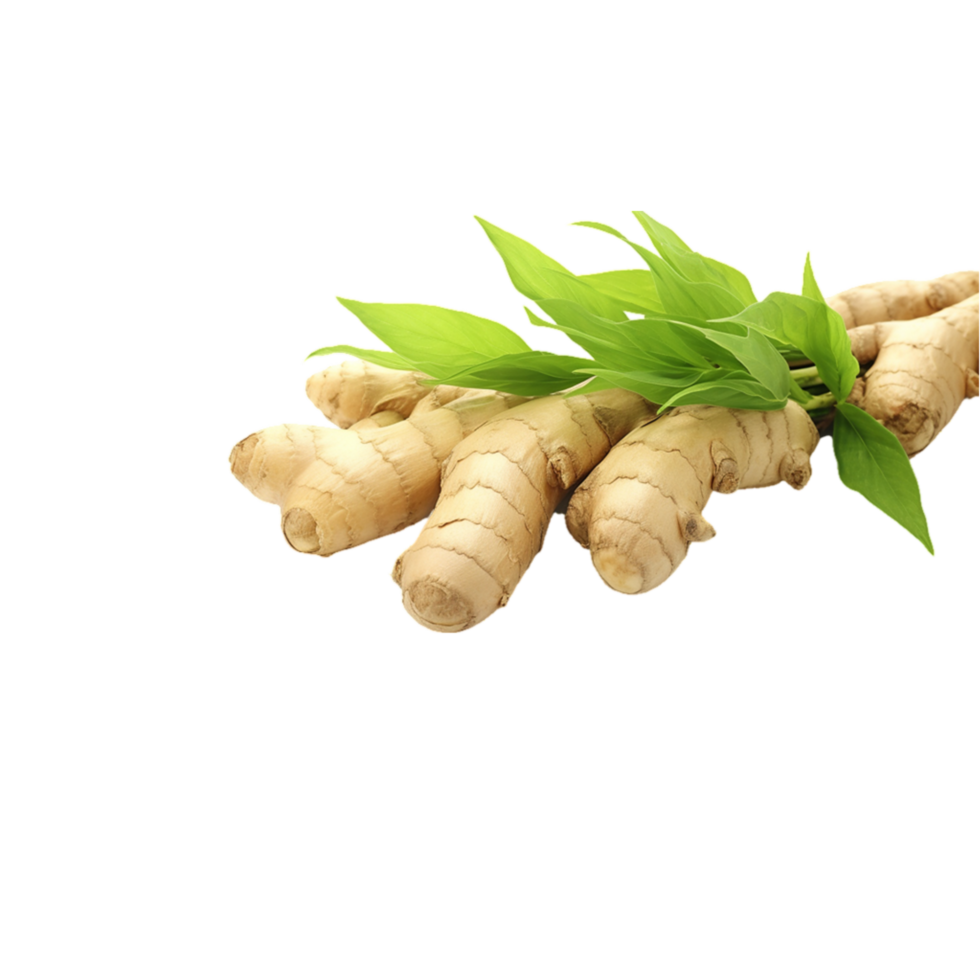 AI-Generated ginger root on transparent background png