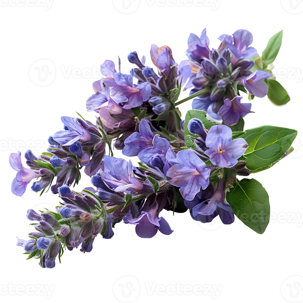 Nepeta flower. Catmint flower top view. Purple catmint flower flat lay isolated. Summer time flowers png