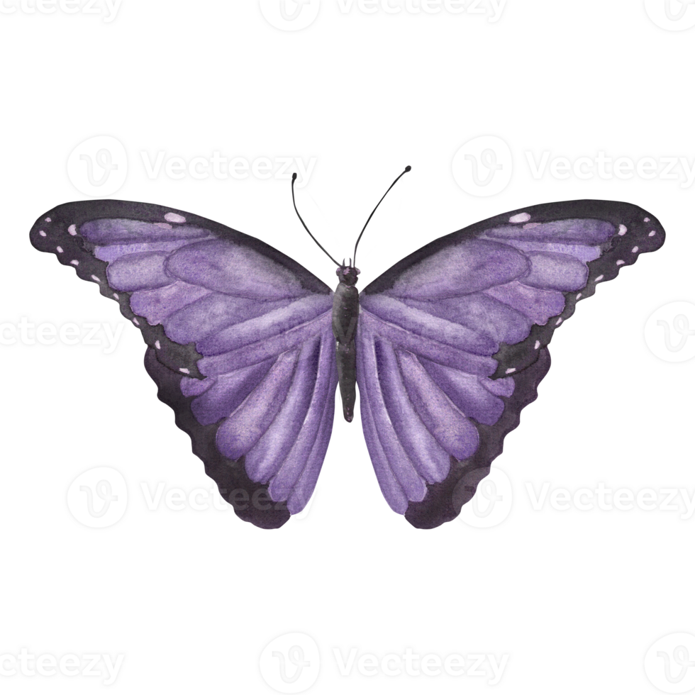 Violet exotic butterfly. Vintage image of tropical butterfly. Hand-drawn watercolor illustration. For postcards, fliers, stickers, scrapbooking and other design. png