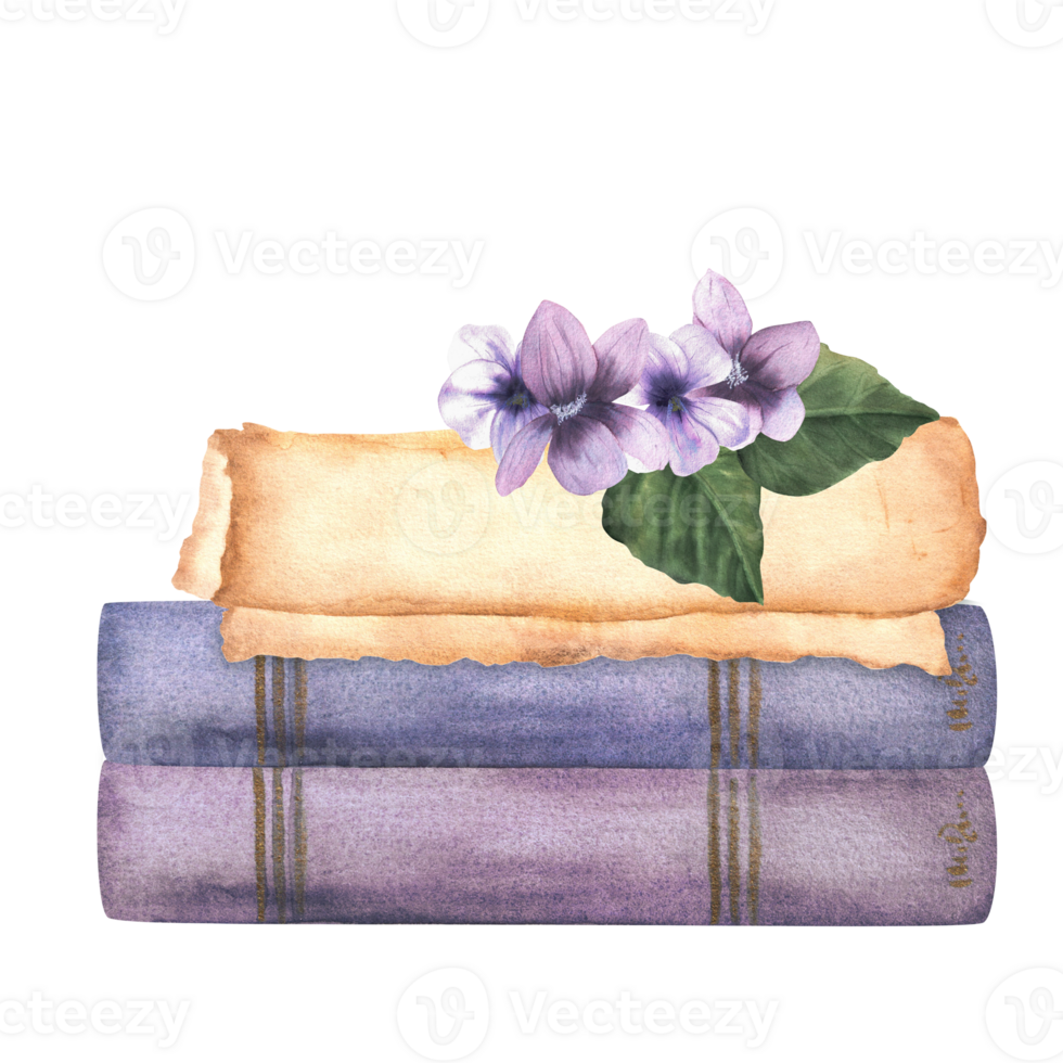 A pile of books with yellowed paper scroll and pansies on it. Vintage books and parchment with flowers. Hand-drawn watercolor illustration. png