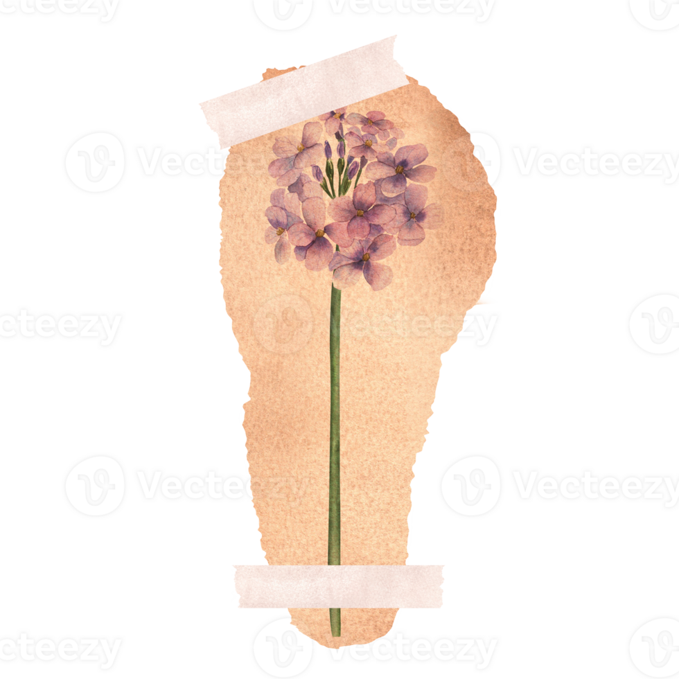 A piece of yellowed paper with Hesperis matronalis , dame's rocket, damask-violet, sweet rocket on it taped on a surface. Hand-drawn watercolor illustration. png