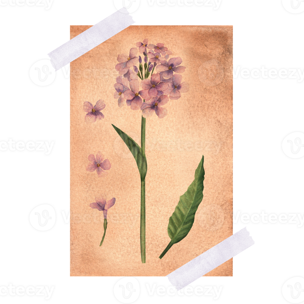 Hesperis matronalis vintage illustration , dame's rocket, sweet rocket on yellowed paper taped on a surface. Hand-drawn watercolor illustration. png