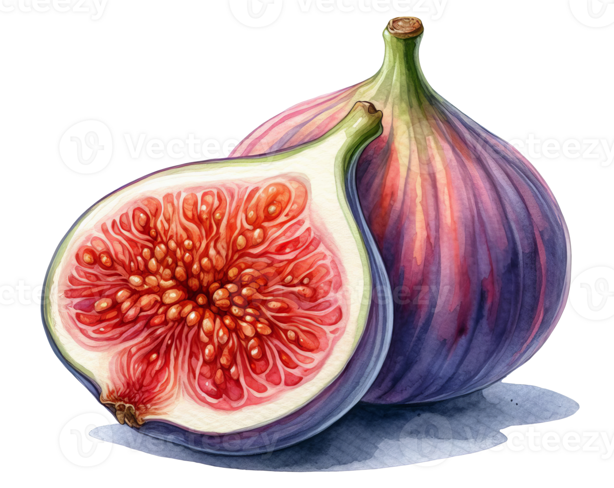 Digital illustration of a juicy fig, purple, green, cut, whole, with leaves. Clip art isolated on transparent background. For shops, wedding invitations, food business png