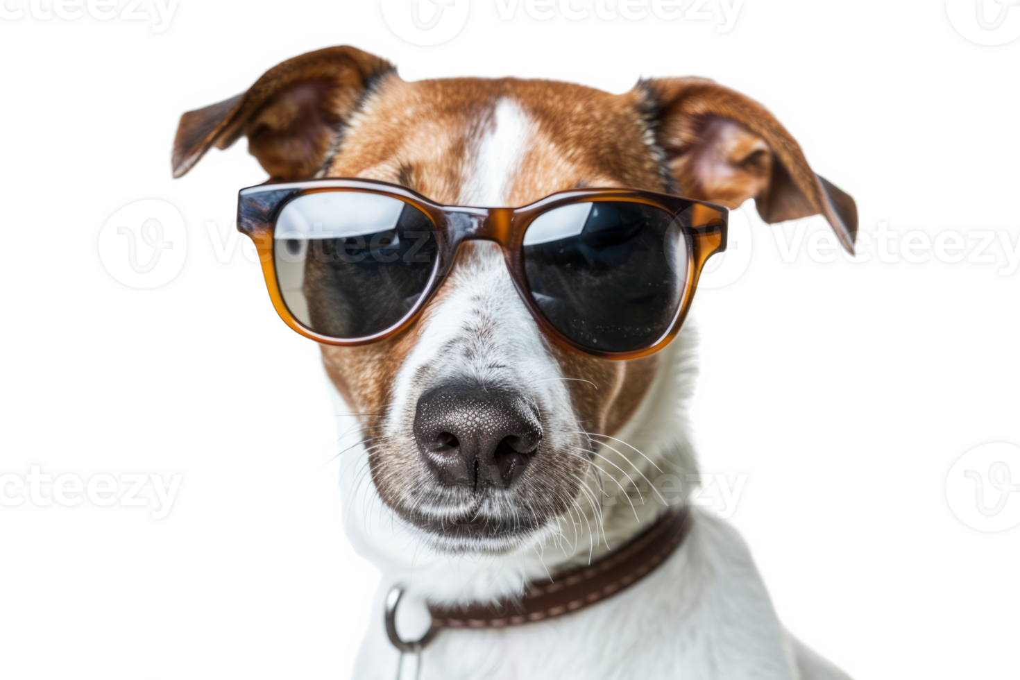 Portrait of dog wearing sunglasses png